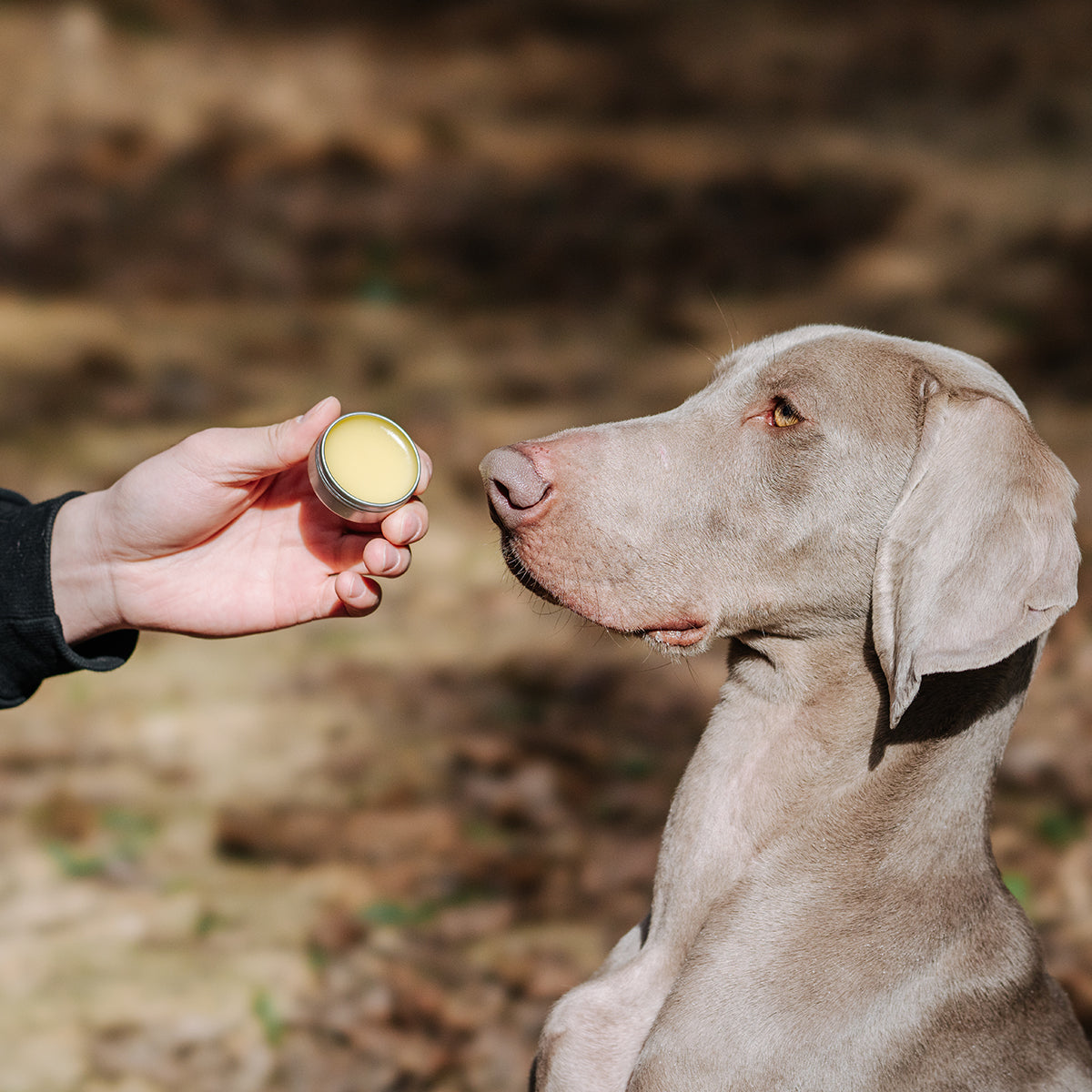 Amo Petric Calendula Officinalis Lacrimal Balm Wrinkle Balm for pets